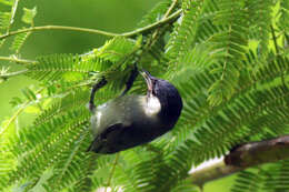 Image of White-eared Conebill