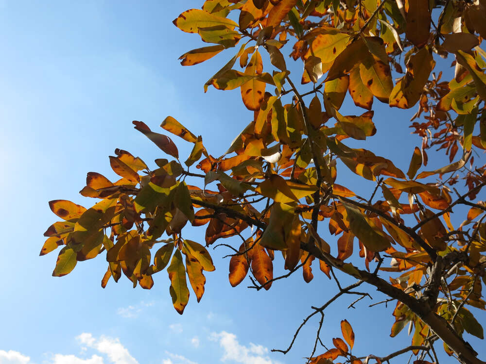 Image of Ochna pulchra Hook.