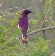 Cinnyricinclus leucogaster verreauxi (Finsch & Hartlaub 1870)的圖片