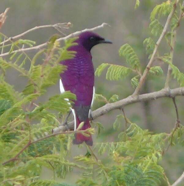 Cinnyricinclus leucogaster verreauxi (Finsch & Hartlaub 1870)的圖片