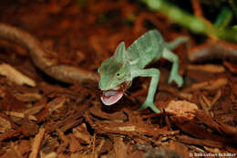 Image of Cone-head Chameleon