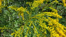 Image of early goldenrod