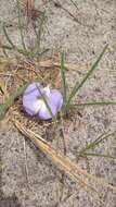 صورة Clitoria guianensis (Aubl.) Benth.