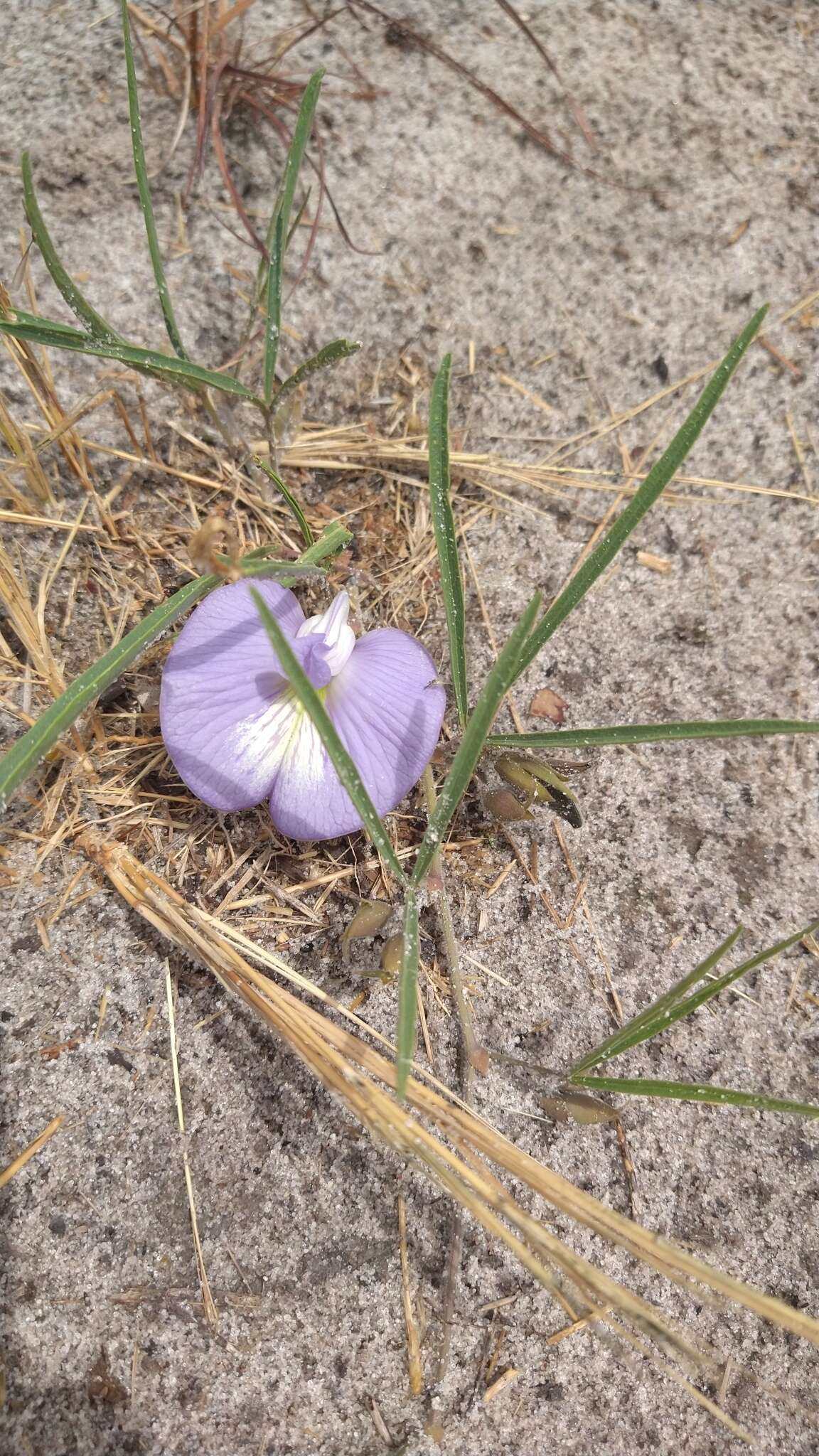 صورة Clitoria guianensis (Aubl.) Benth.