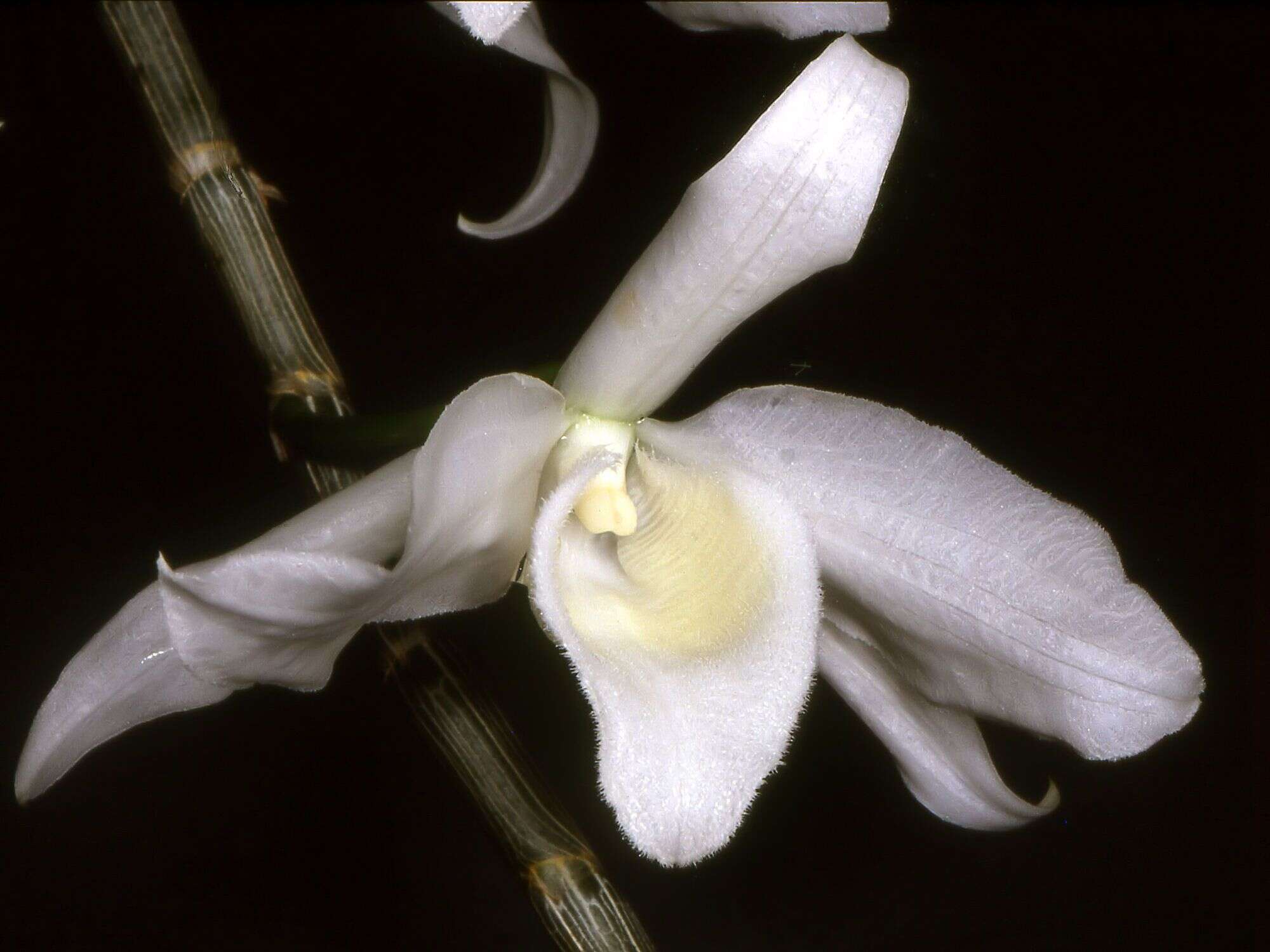 Plancia ëd Dendrobium anosmum Lindl.