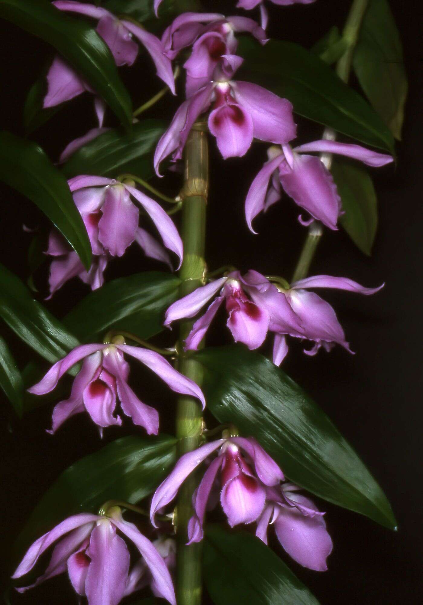 Plancia ëd Dendrobium anosmum Lindl.