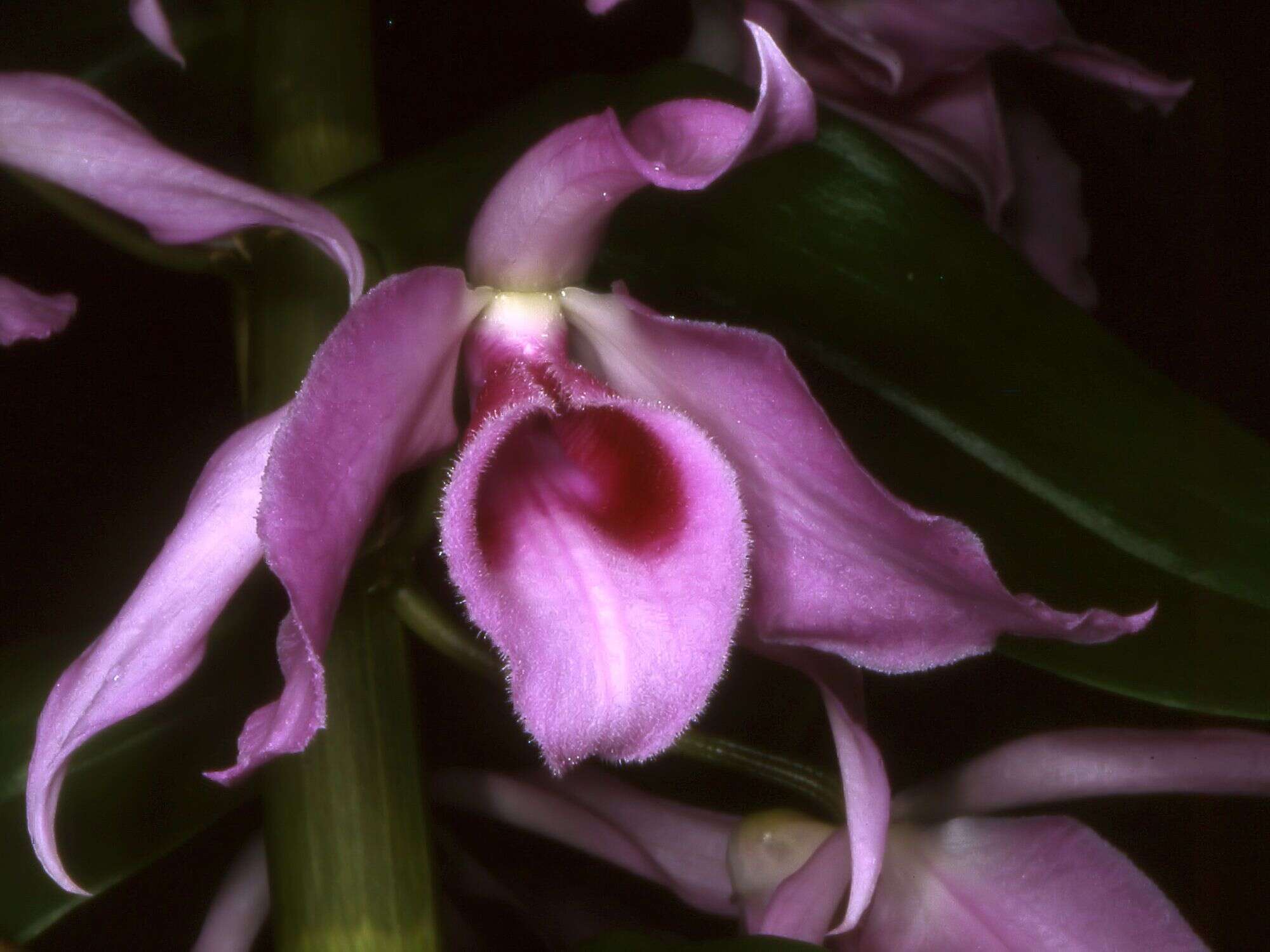 Plancia ëd Dendrobium anosmum Lindl.