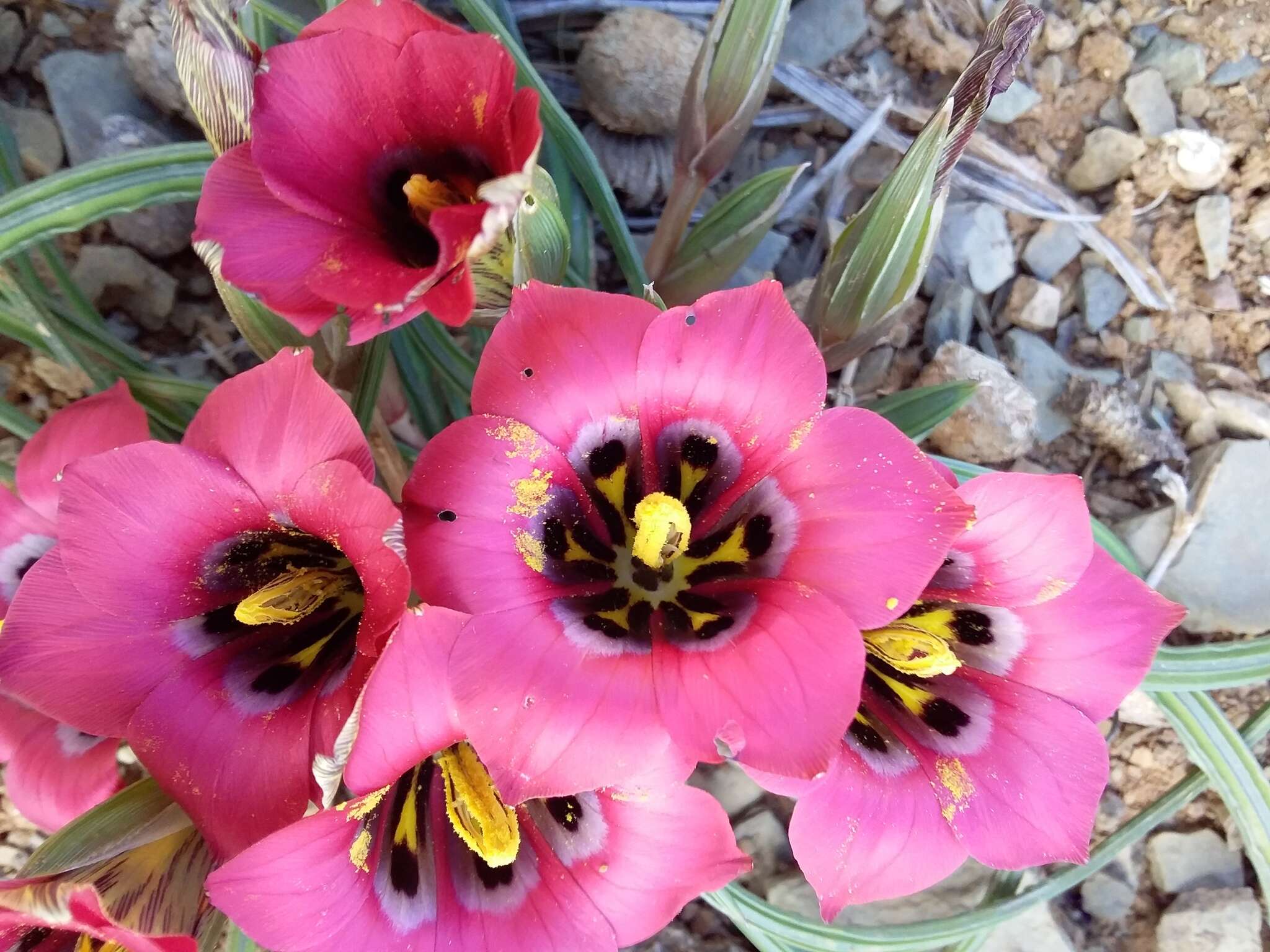 Image of Romulea monadelpha (Sweet ex Steud.) Baker