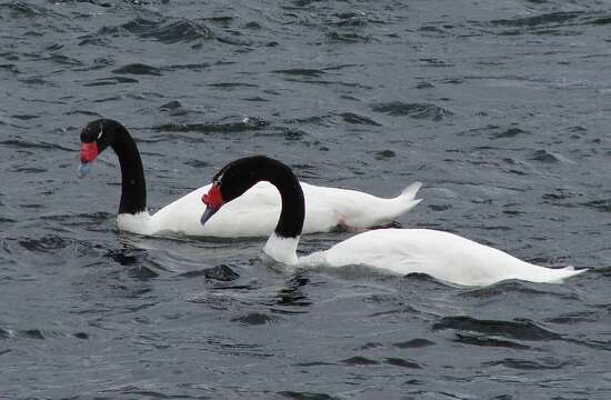 Image of Black-necked Swan