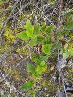 Image de Muehlenbeckia tamnifolia (Kunth) Meisn.