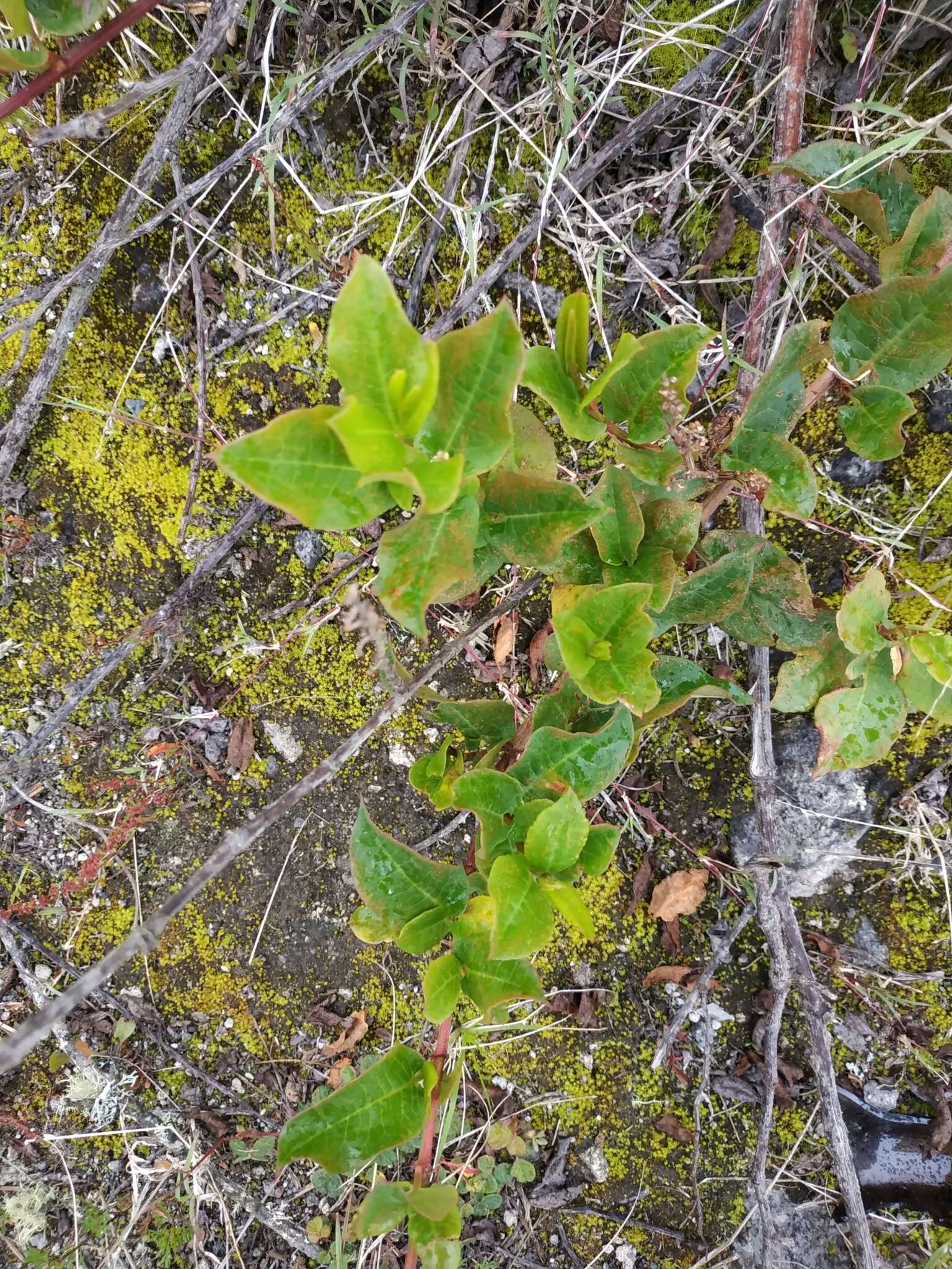 Image de Muehlenbeckia tamnifolia (Kunth) Meisn.