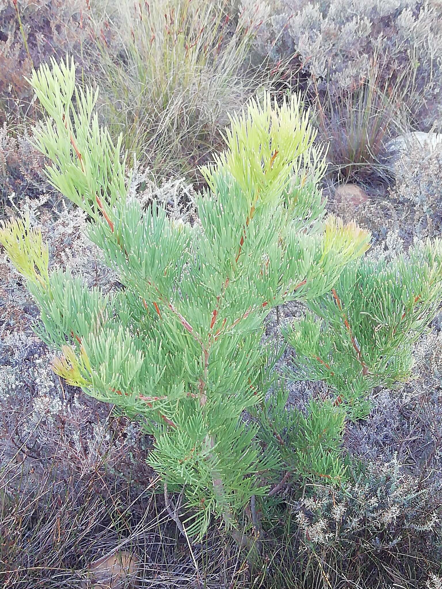 Image of Hakea drupacea (C. F. Gaertn.) Roem. & Schult.