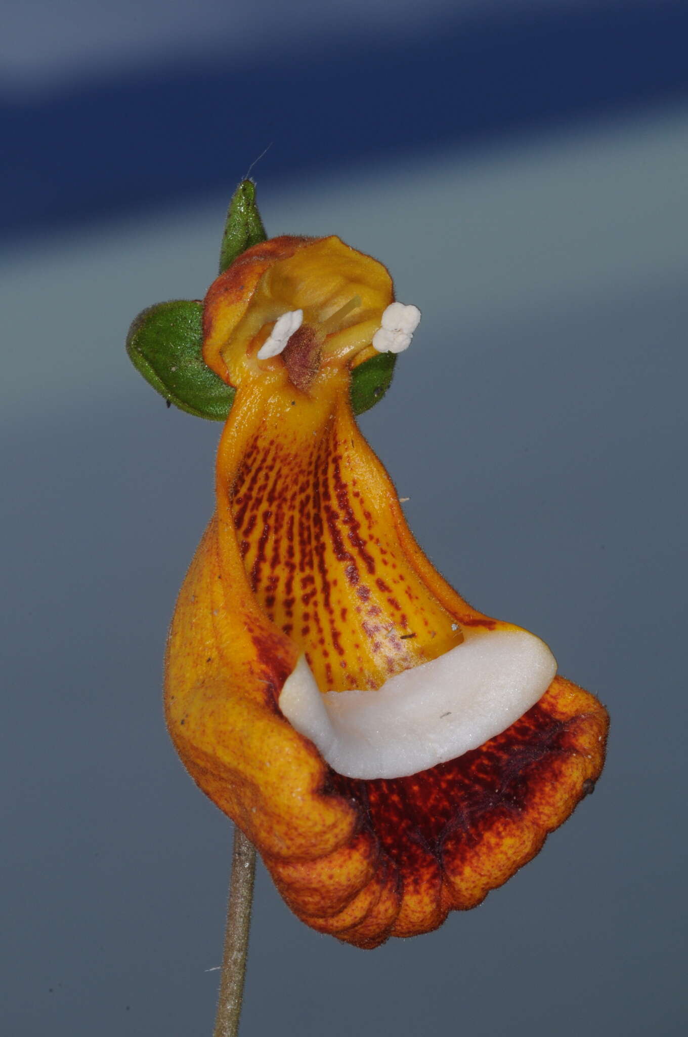 Image of Calceolaria uniflora Lam.