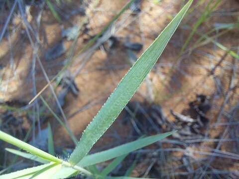 Image de Urochloa serrata