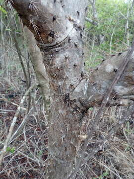 Image of <i>Opuntia karwinskiana</i>