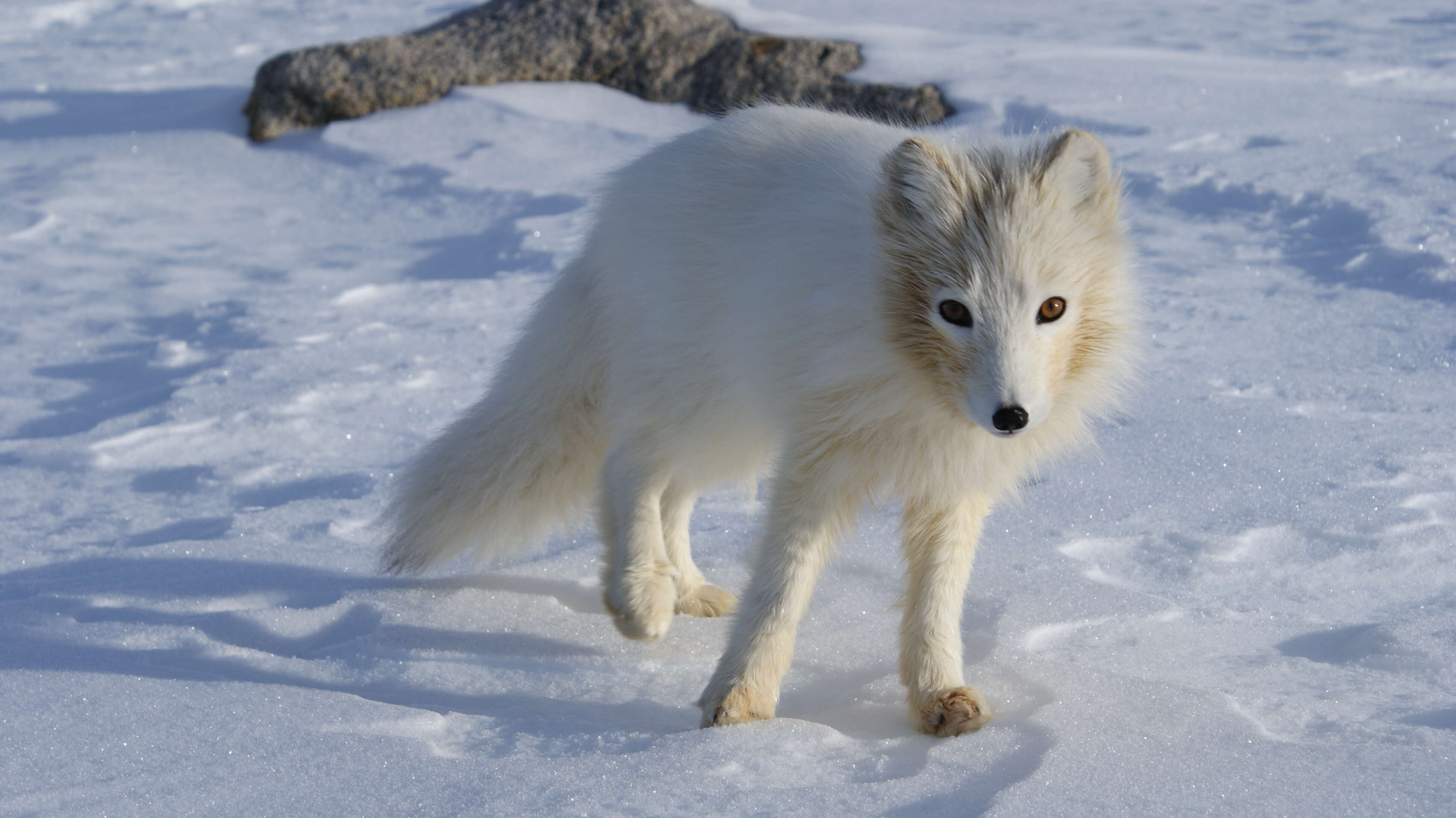 Image of Arctic Fox