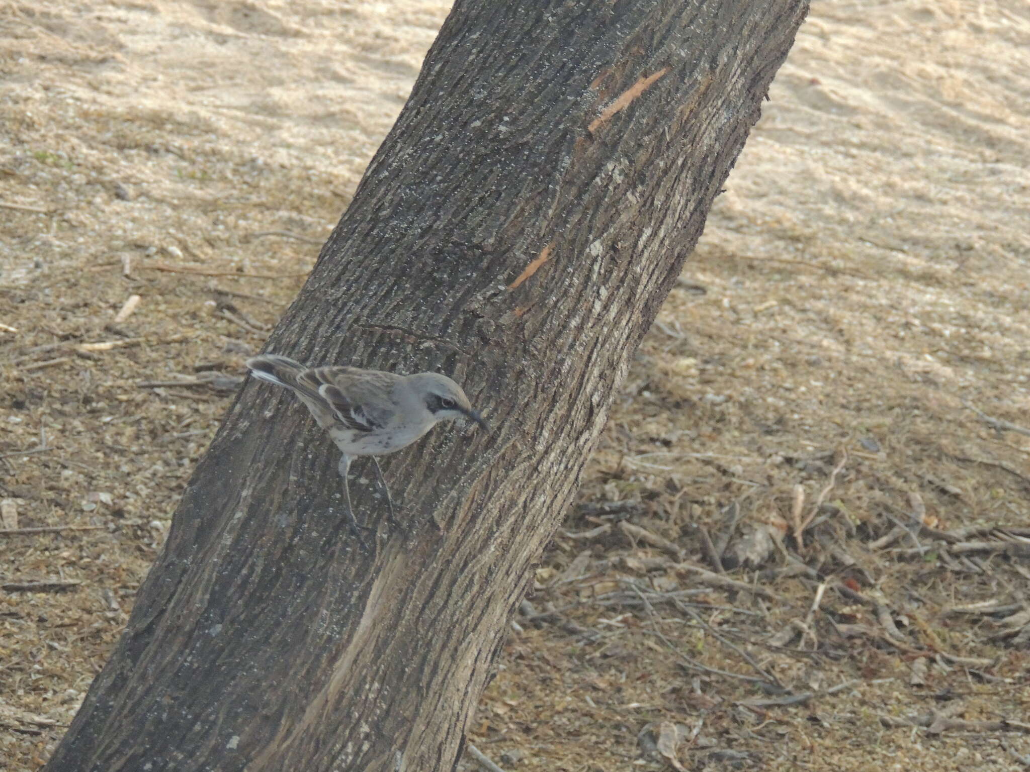 Image of San Cristobal Mockingbird