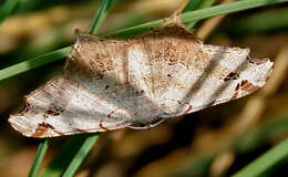 Image of Semiothisa emersaria Walker 1861