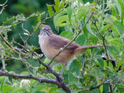 Image of Melocichla Hartlaub 1857