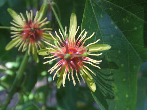 Image of Passiflora jorullensis Kunth