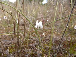 Слика од Acis autumnalis (L.) Sweet