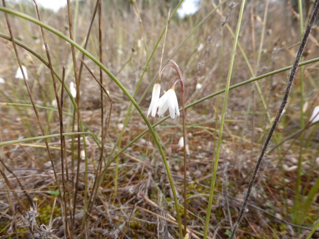 Слика од Acis autumnalis (L.) Sweet