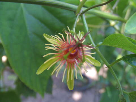 Image of Passiflora jorullensis Kunth