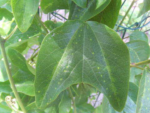 Image of Passiflora jorullensis Kunth