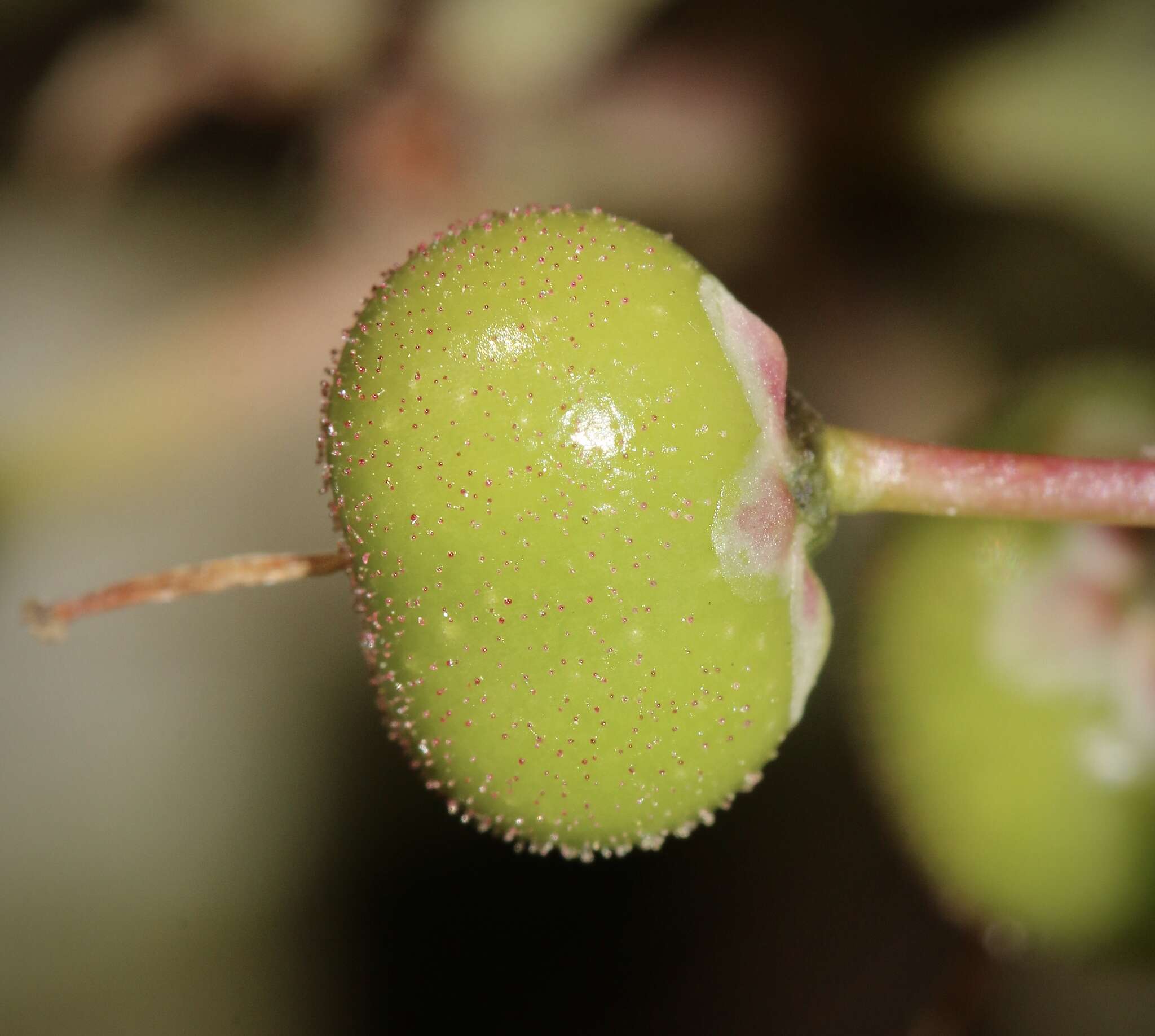 Слика од Arctostaphylos manzanita subsp. elegans (Eastw.) P. V. Wells