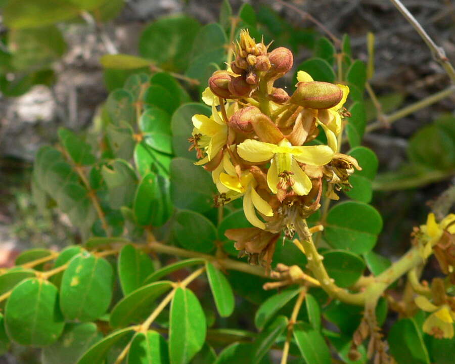 Image of Brown Nickarbean