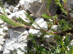 Слика од Achillea oxyloba (DC.) Sch. Bip.