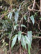 Image of Clematis henryi Oliv.