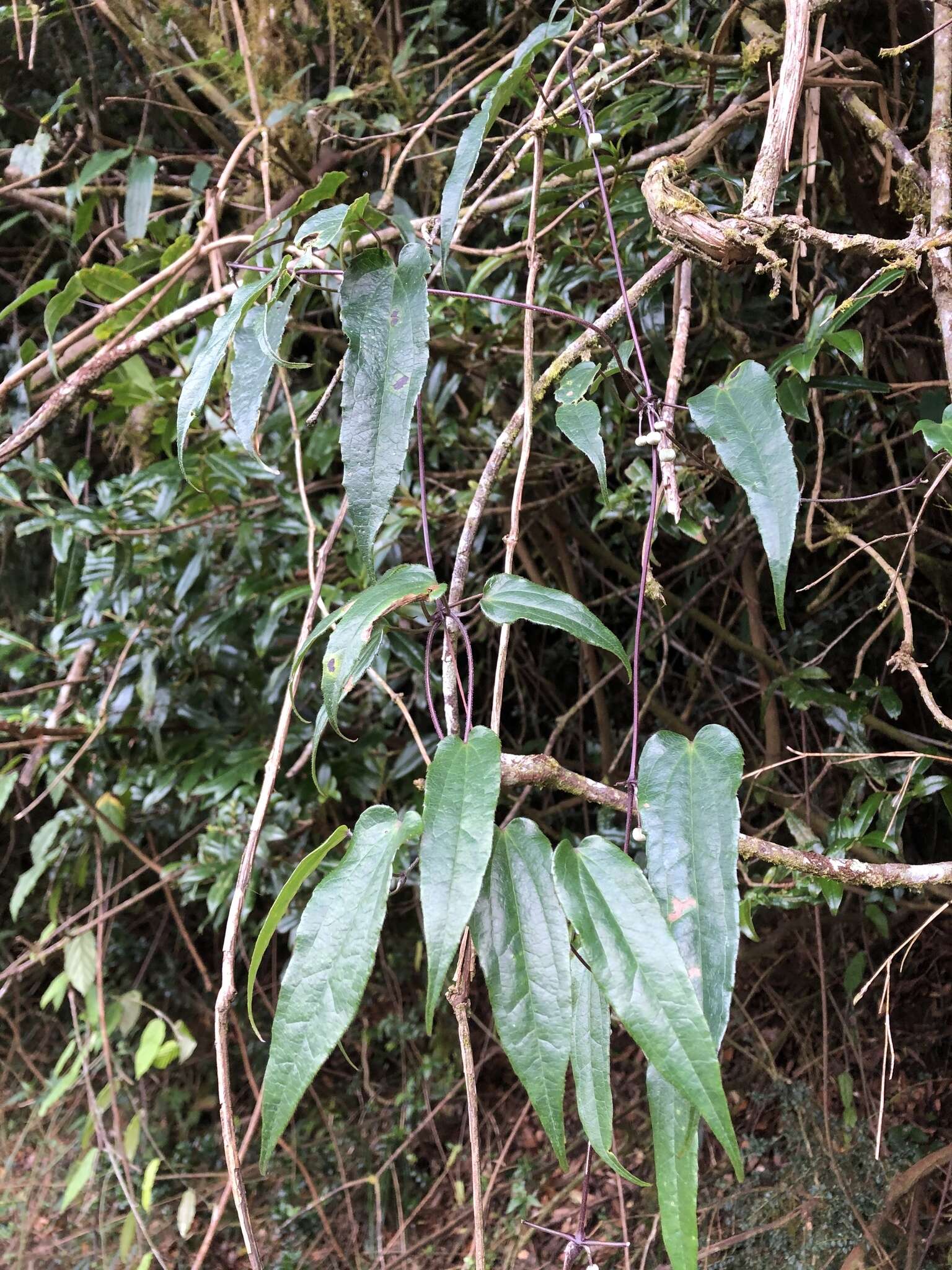 Imagem de Clematis henryi Oliv.