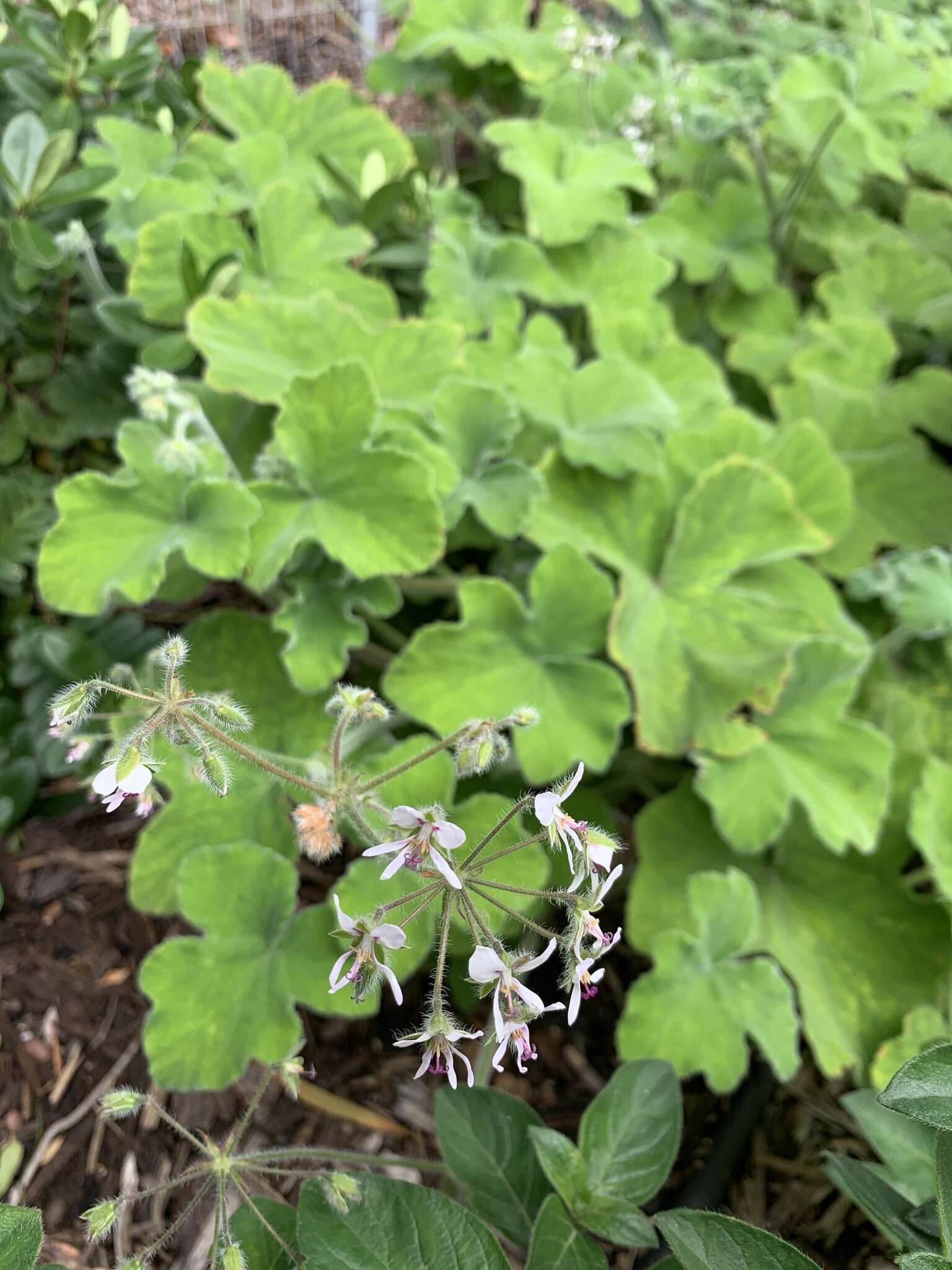 Image of Pelargonium tomentosum Jacq.