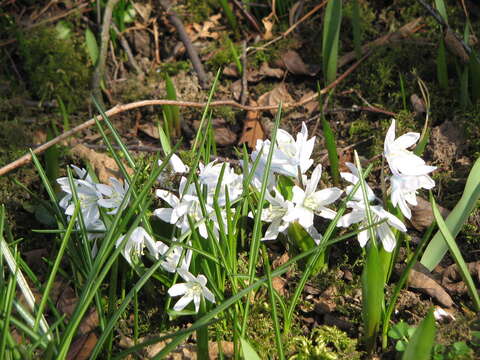 Image of Scilla mischtschenkoana Grossh.