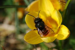 Image of Osmia cornuta (Latreille 1805)