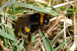 Image of Buff-tailed bumblebee