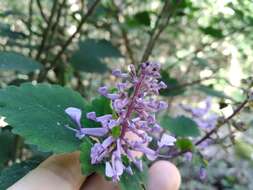 Image of Plectranthus zuluensis T. Cooke