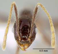 Imagem de Pheidole purpurea