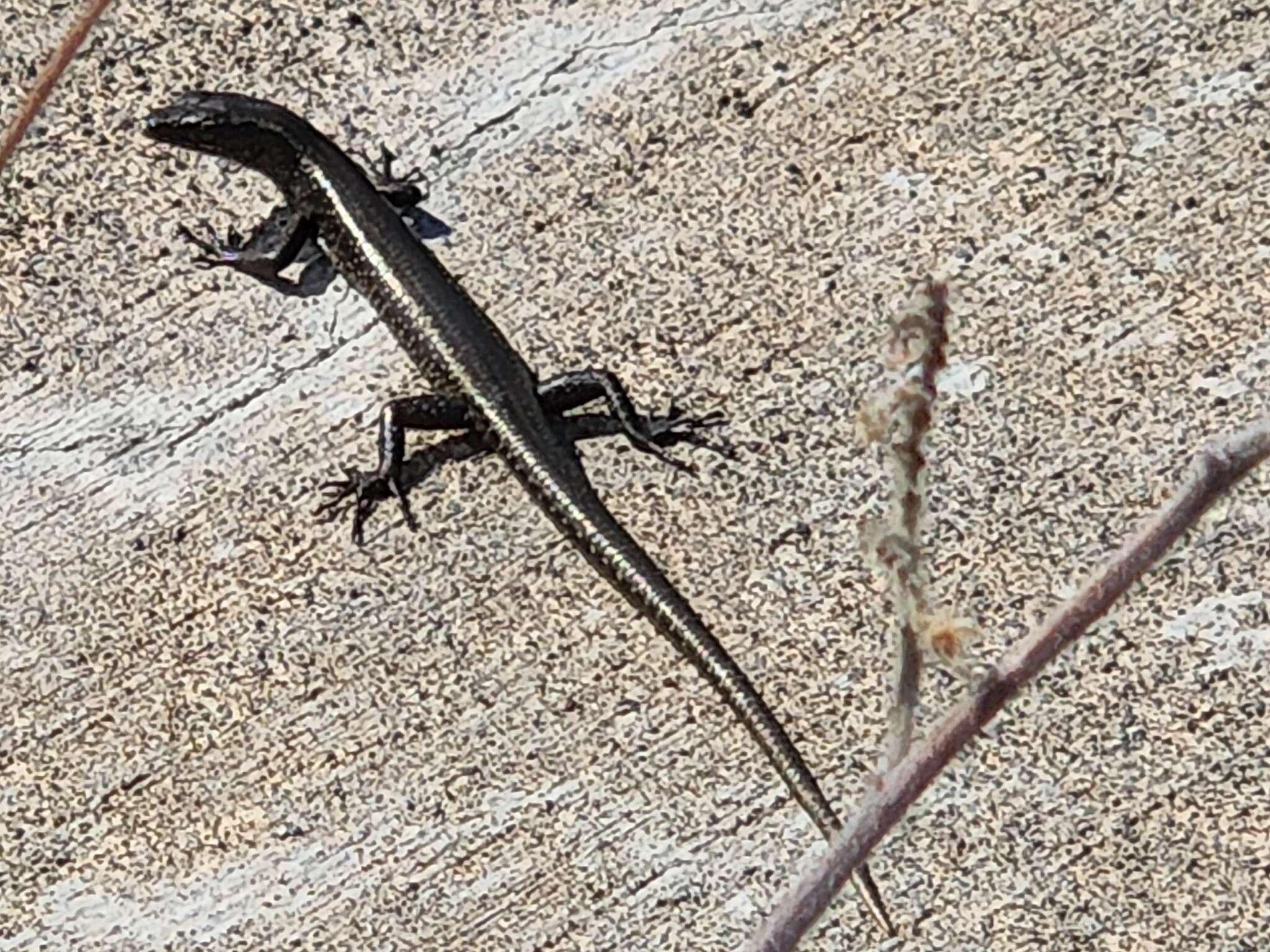 Image of Mottled Snake-eyed Skink