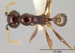 Imagem de Pheidole purpurea