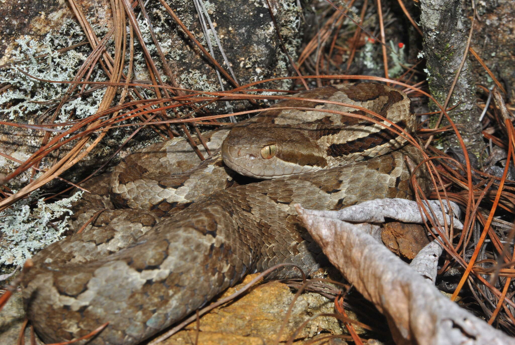 صورة Cerrophidion wilsoni Jadin, Townsend, Castoe & Campbell 2012