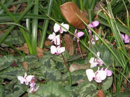 Image of Cyclamen coum Miller