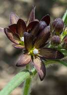 Schizoglossum stenoglossum subsp. latifolium F. K. Kupicha的圖片