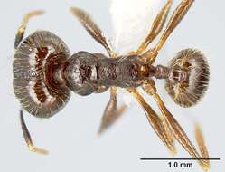 Imagem de Pheidole purpurea