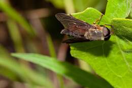 صورة Tabanus fumipennis Wiedemann 1828