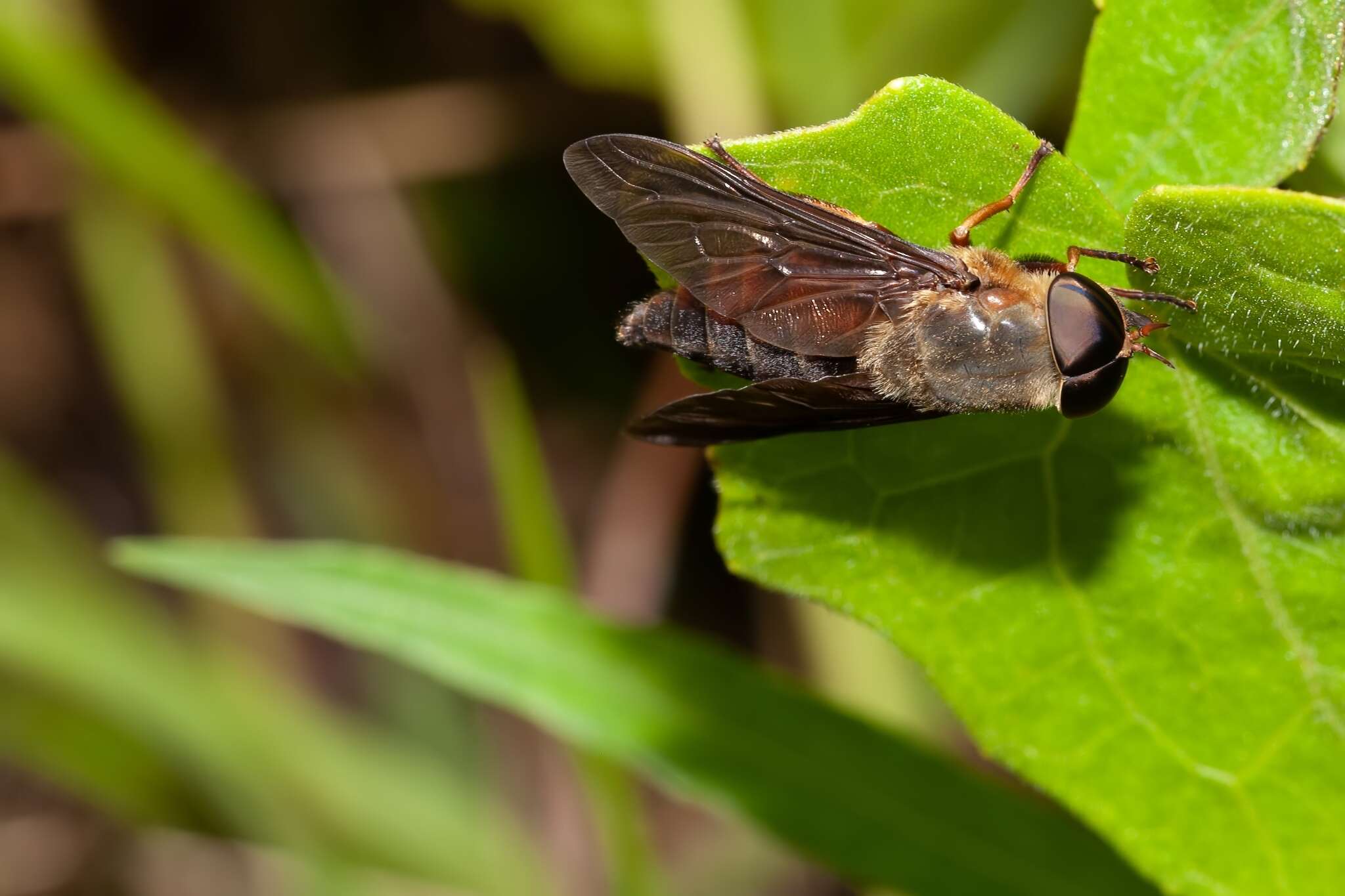 صورة Tabanus fumipennis Wiedemann 1828