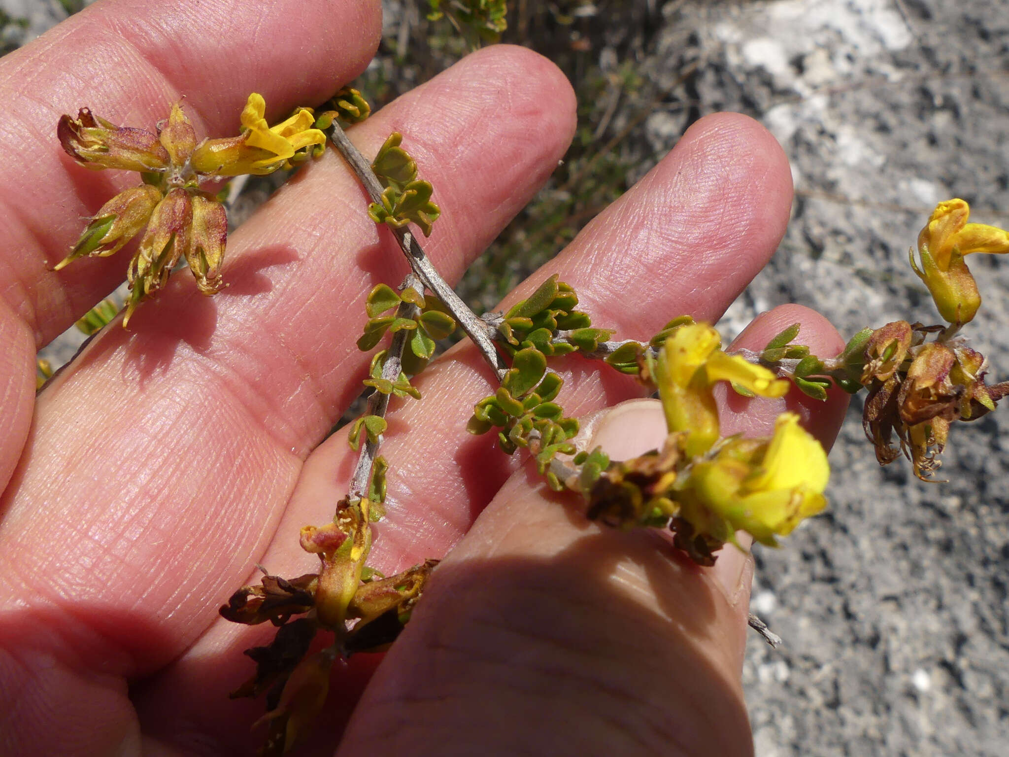 Image of <i>Wiborgiella sessilifolia</i>