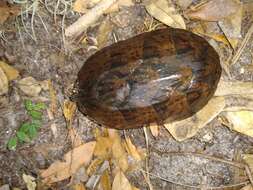 Image of Loggerhead Musk Turtle