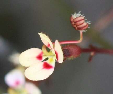 Stylidium caespitosum R. Br. resmi